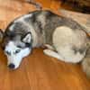 Heidy sucht ein neues Zuhause