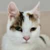 BATIDA-wunderschöne Tricolor-Katze