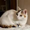 BATIDA-wunderschöne Tricolor-Katze