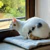 BATIDA-wunderschöne Tricolor-Katze