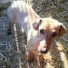 Lilli sucht ihre Familie