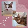 SOS - Kater Piff und Spooky suchen Dich