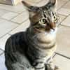 SOS - Kater Piff und Spooky suchen Dich