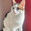 SOS - Kater Piff und Spooky suchen Dich