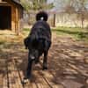 Verspielter Arko sucht aktive Familie
