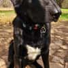 Verspielter Arko sucht aktive Familie