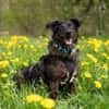 Browny, lernwilliger Rüde, 6J 88299