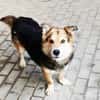 Malik,lieber Familienhund