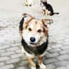 Malik,lieber Familienhund