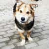 Malik,lieber Familienhund