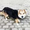 Malik,lieber Familienhund