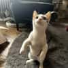 Powerkatze Sil sucht Liebe