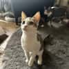 Powerkatze Sil sucht Liebe