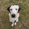 Scotty aus 46483 Wesel