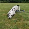 Scotty aus 46483 Wesel