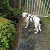 Scotty aus 46483 Wesel