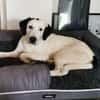 Scotty aus 46483 Wesel