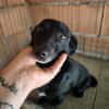 Fifi, wunderbarer Hundemann, 7J 49326