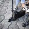 Fifi, wunderbarer Hundemann, 7J 49326