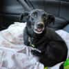 Fifi, wunderbarer Hundemann, 7J 49326