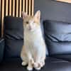 Liebevoller, aktiver Kater Eslovenia