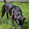 Odin, besonderer Hund!