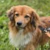 APOLLO -mit anderen Hunden verträglich
