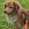 APOLLO -mit anderen Hunden verträglich