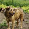 Abby sucht eine Pflegestelle
