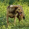 Abby sucht eine Pflegestelle