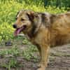 Abby sucht eine Pflegestelle