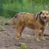 Abby sucht eine Pflegestelle