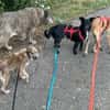 Emil - verträglich mit Hunden und Katzen