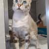 Perla sucht Liebe