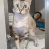 Perla sucht Liebe