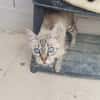Perla sucht Liebe