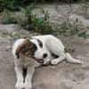 Alice sucht eine Pflegestelle