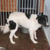 Mohit - freundlicher Familienhund