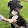 Sam sucht eine neue Familie