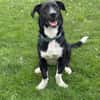 Sam sucht eine neue Familie