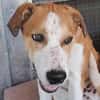 Lolek, zuckersüßer Hundemann sucht