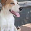 Lolek, zuckersüßer Hundemann sucht