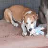 Lolek, zuckersüßer Hundemann sucht
