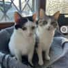 Kira & Mira Freundliche liebe Schwestern