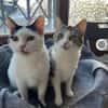 Kira & Mira Freundliche liebe Schwestern