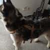 Freundliches Husky-Powerpaket Maxime