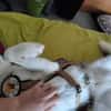 Freundliches Husky-Powerpaket Maxime