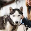 Freundliches Husky-Powerpaket Maxime