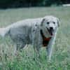 Bailey, unkomplizierter Senior, 10J 0738