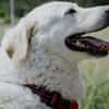 Bailey, unkomplizierter Senior, 10J 0738